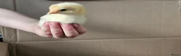 Chickens poultry for sale: Easter eggers fully feathered ready togo  - Advert 3
