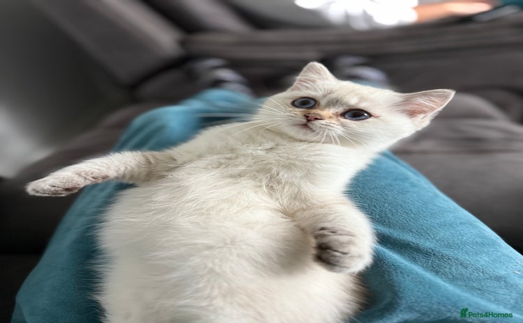 British Shorthair cats - Advert 7