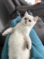 British Shorthair cats - Advert 1