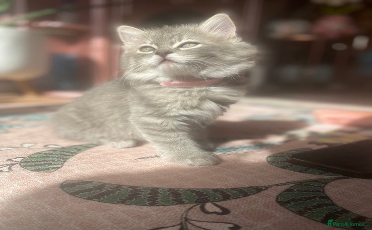 Siberian cats - Advert 1