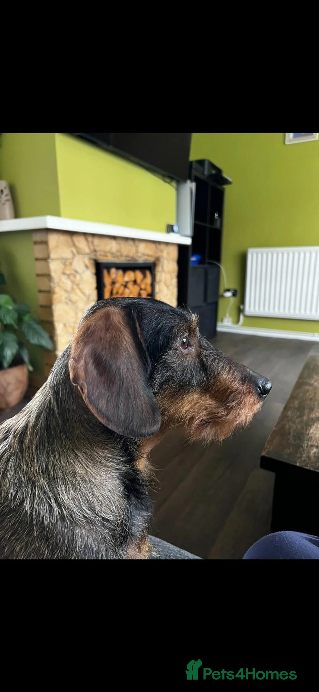 Dachshund dogs for sale: Standard Wire Haired Dachshund  in Manchester - Advert 2