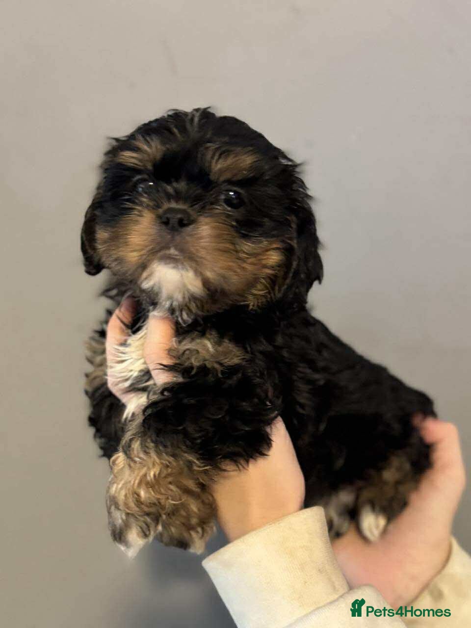 Cava Tzu dogs Absolutely amazing bundle of cuteness cava - shih - Advert 18