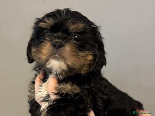 Cava Tzu dogs Absolutely amazing bundle of cuteness cava - shih - Advert 17