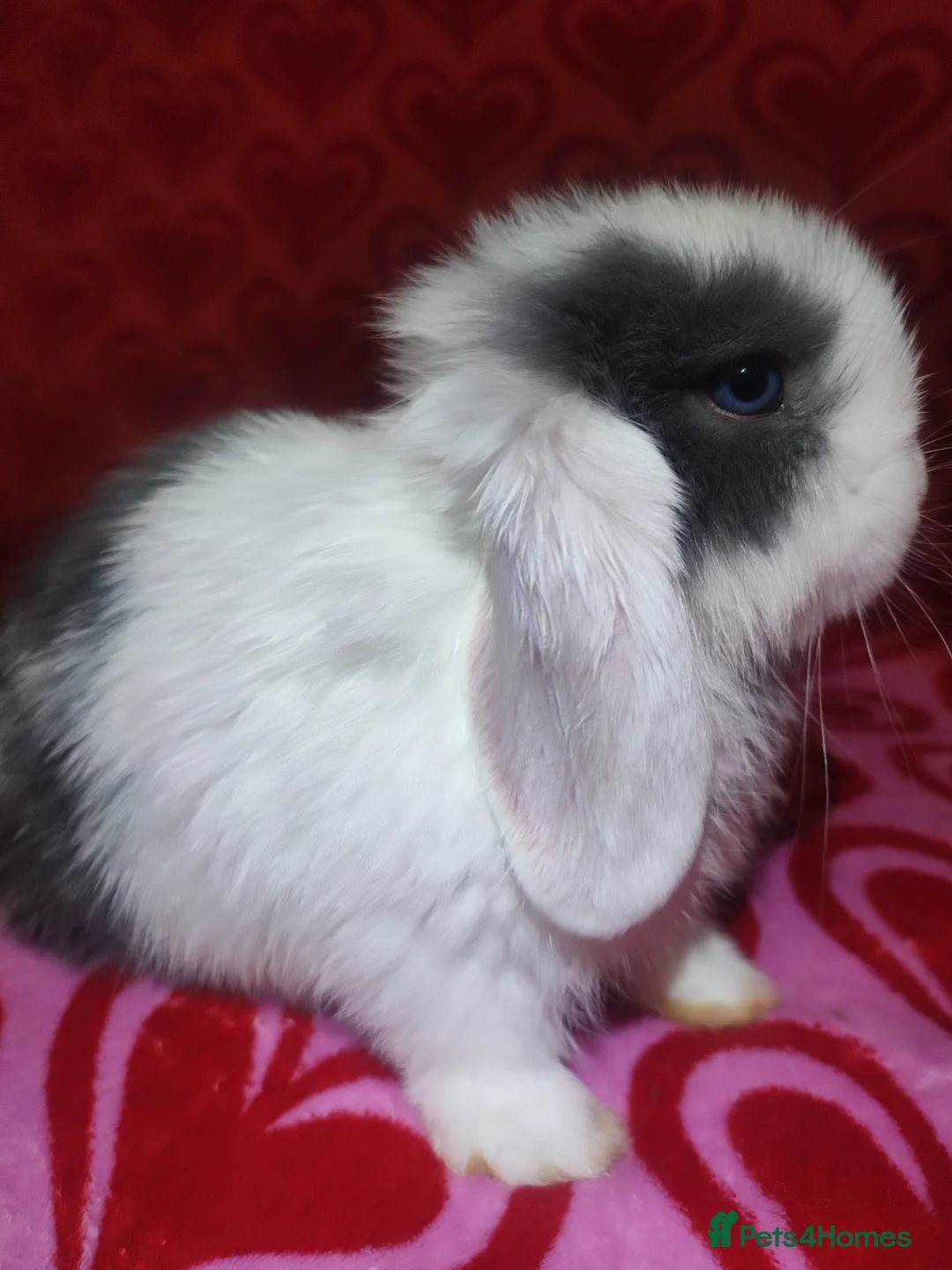 Mini Lop rabbits for sale: Gorgeous baby mini lops - Advert 10