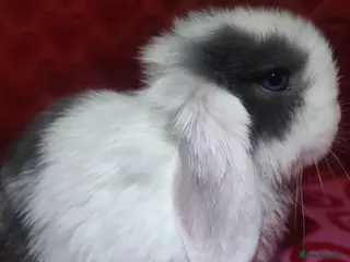 Mini Lop rabbits Gorgeous baby mini lops - Advert 3