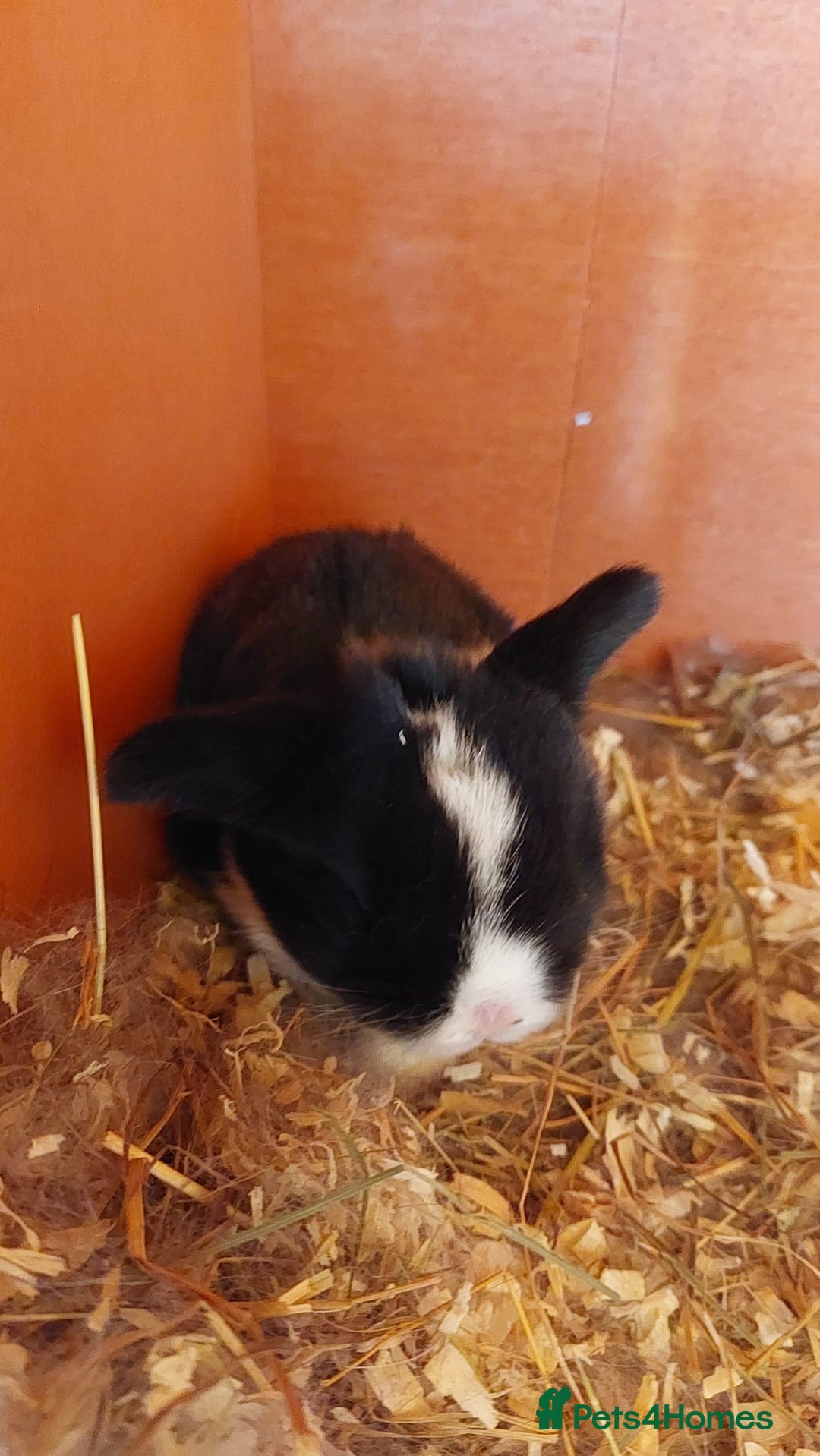 Mini Lop rabbits for sale: Gorgeous 💙purebred mini lop bunnies💙  - Image 11