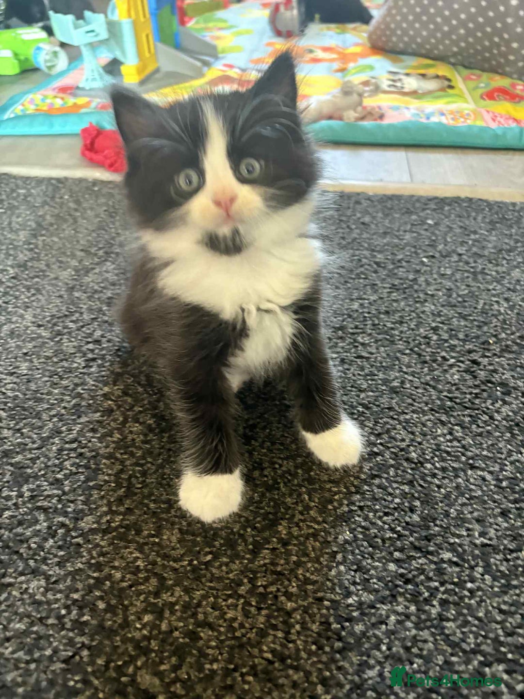 Mixed Breed cats for sale: Beautiful kittens for sale - Image 4