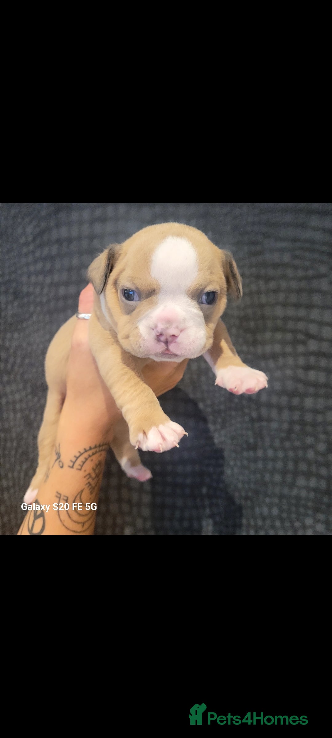 Olde English Bulldogge dogs for sale: Old English Bulldog Puppies - Image 13