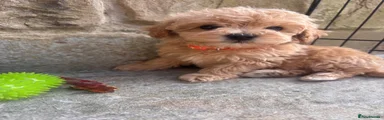 Orange collar boy 