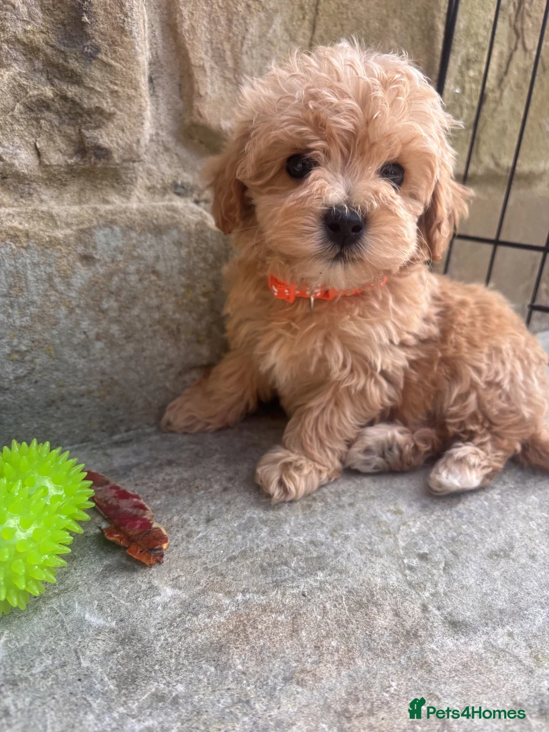 Maltipoo dogs for sale: F1 Tiny Stunning maltipoo Pups - Ready next week  - Advert 2