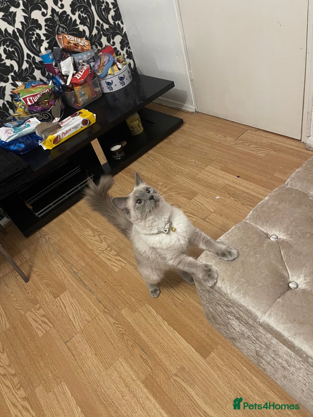 Ragdoll cats for sale: Ragdol - Image 8