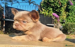 French Bulldog dogs for sale: Beautiful French bulldogs - Image 1