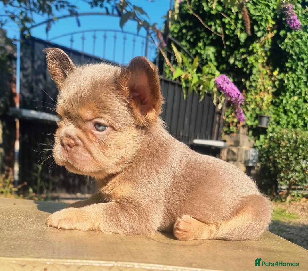 French Bulldog dogs for sale: Beautiful French bulldogs - Image 1