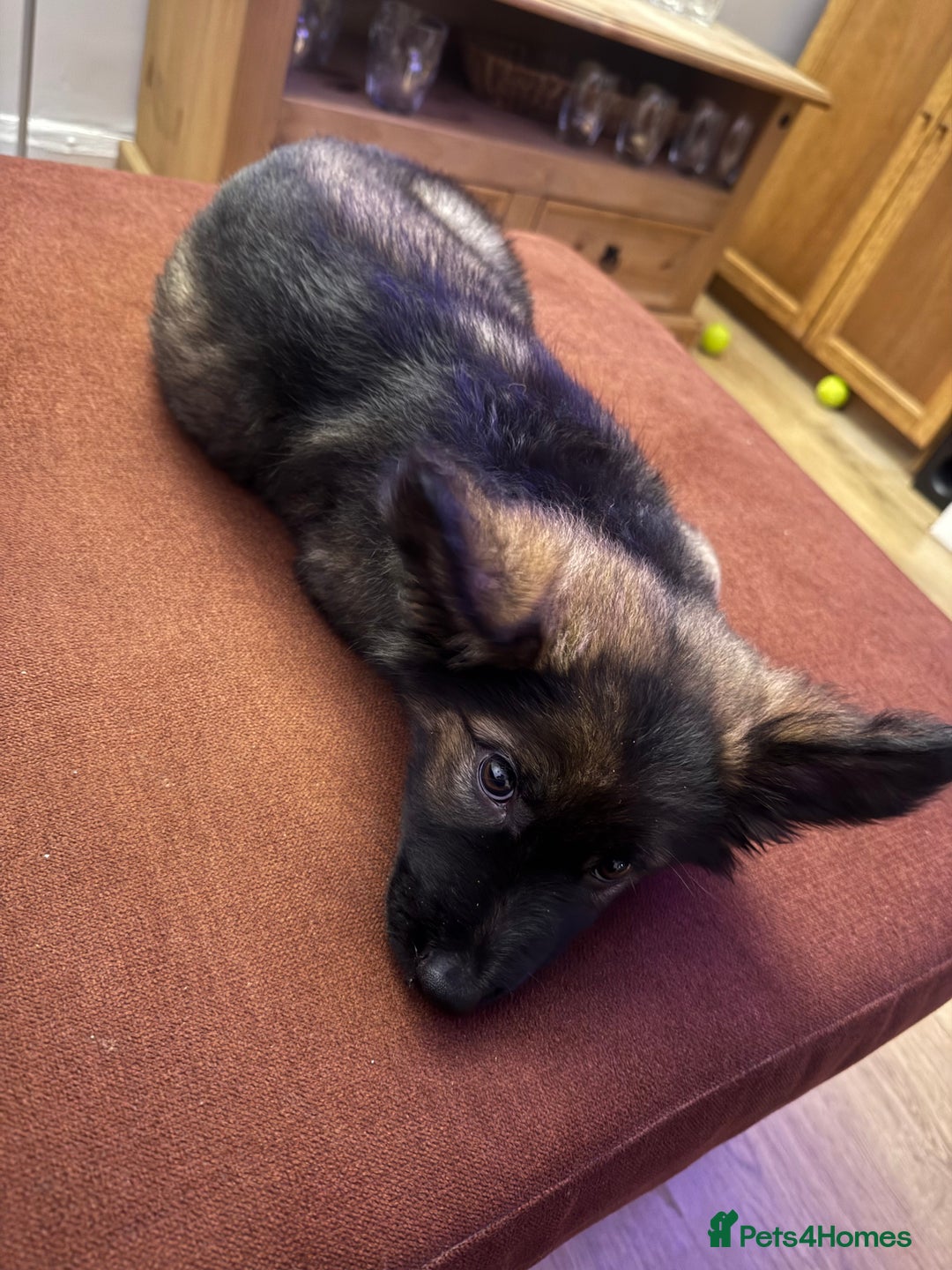 German Shepherd dogs for sale: German Shepherd Puppy - Advert 2