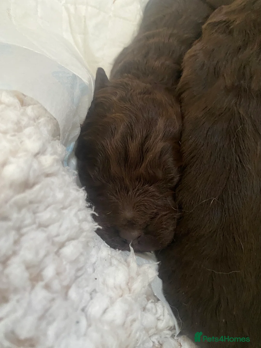 Cockapoo dogs for sale: Cockapoo puppies  - Advert 7