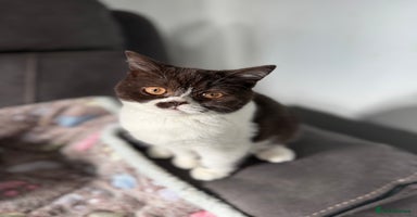 British Shorthair cats - Advert 16