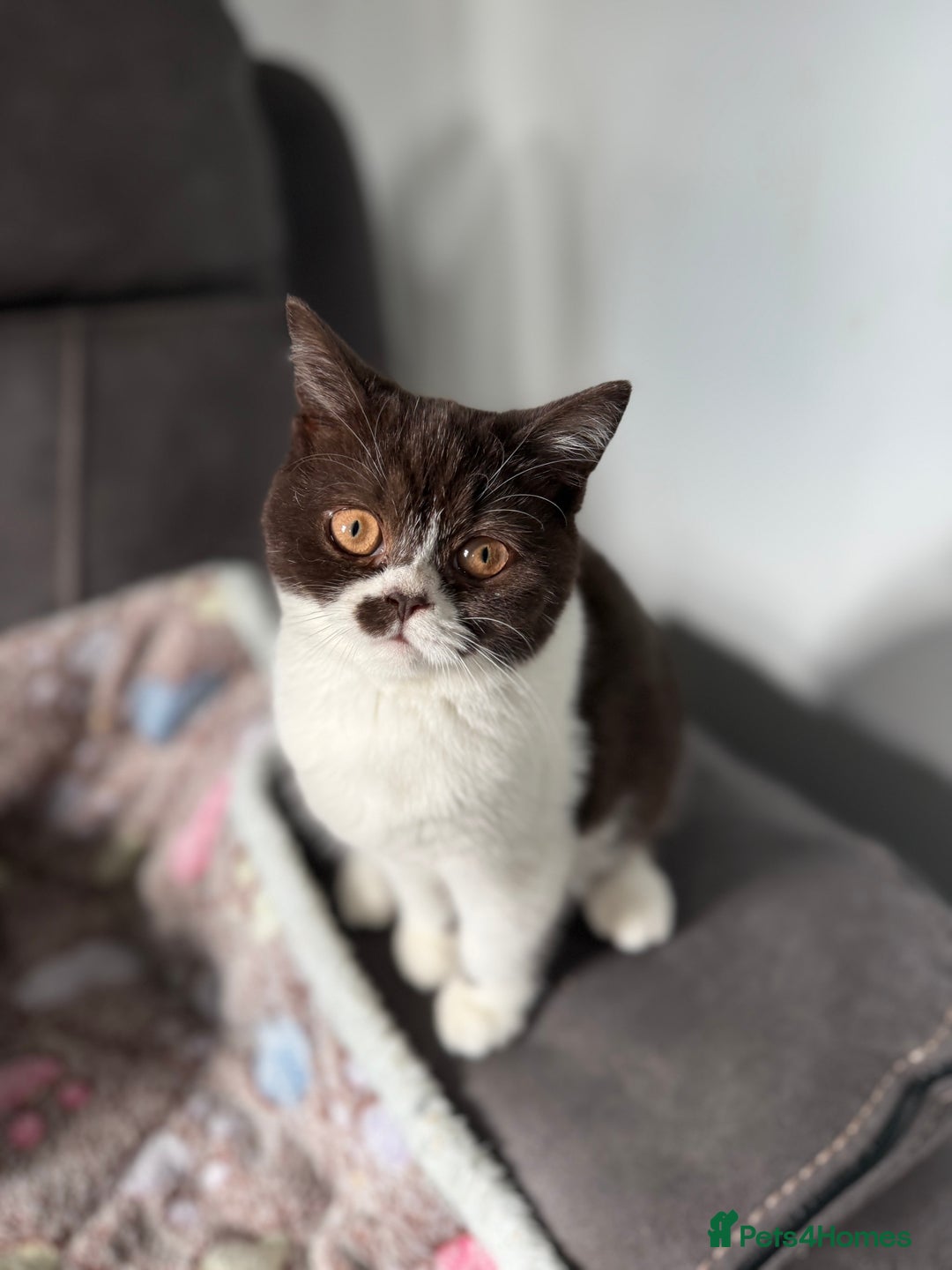 British Shorthair cats for sale: BSH GCCF Active Registered champion lines - Image 3