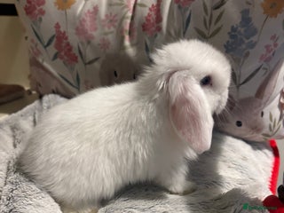 Mini Lop rabbits Raised indoors mini lop and lion lops/vaccinated - Advert 4