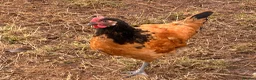 Chickens poultry for sale: Pure Breed Cockerels  - Advert 5