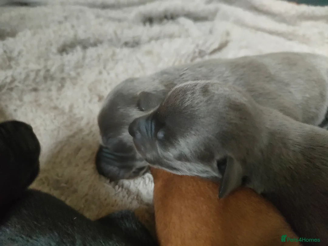Whippet dogs for sale: Whippet puppies  - Advert 5