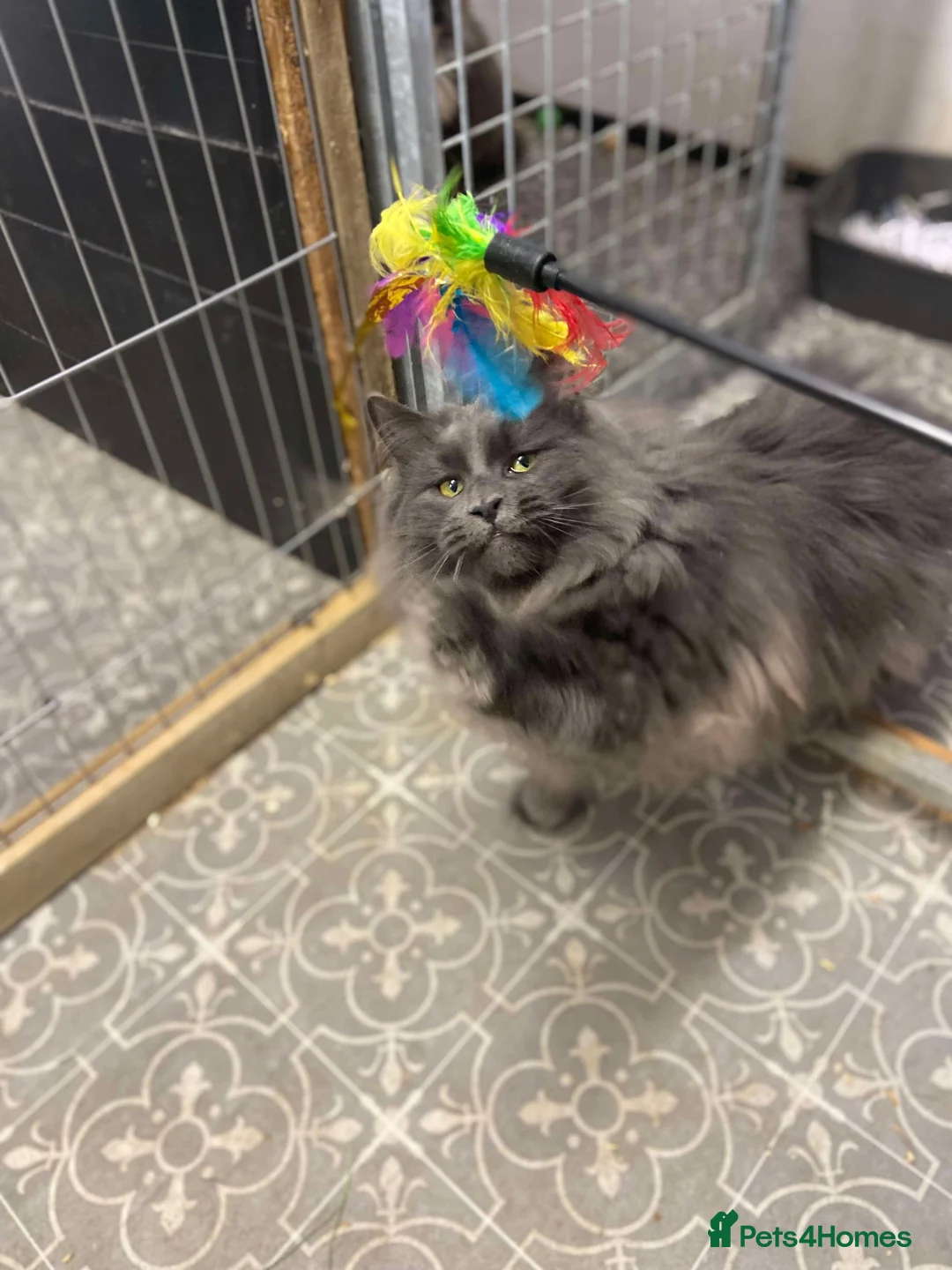 Maine Coon cats for stud: GCCF Blue Smoke Maine Coon Stud in Thetford - Advert 3