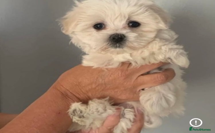 Maltese dogs - Advert 1