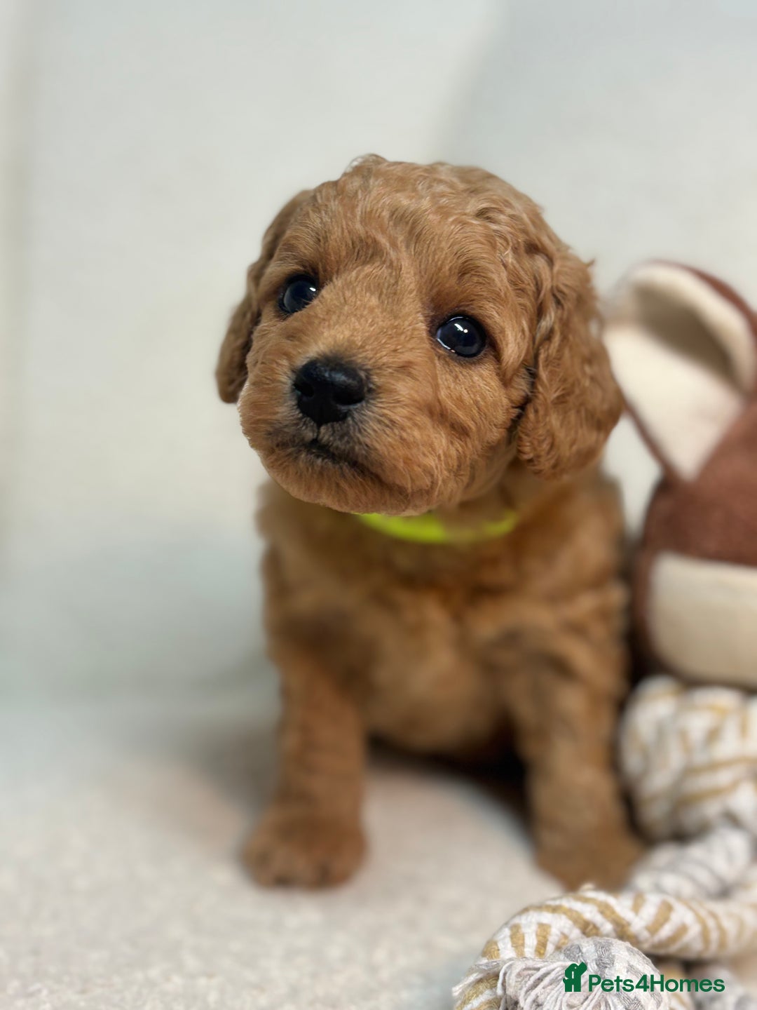 Goldendoodle dogs for sale: Red MINI Goldendoodle Puppies Hypoallergenic & DNA - Advert 14