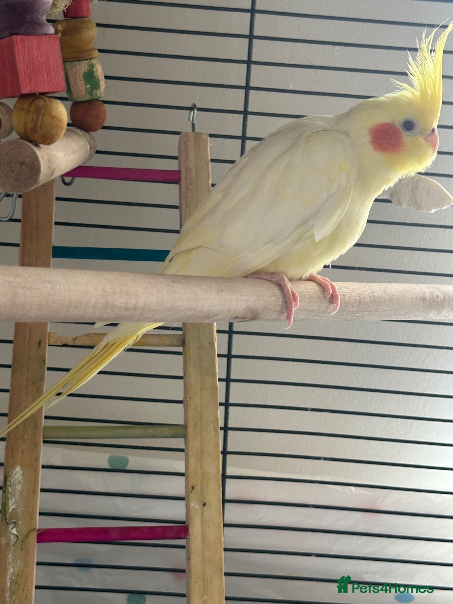 Cockatiels birds Beautiful Semi-Tamed Cockatiel for Sale 🐦 - Advert 2