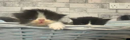 Persian cats for sale: Adorable Persian kittens  - Advert 4