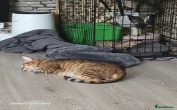 Bengal cats for sale: 4 beautiful bengal kitten  - Image 8