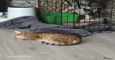 Bengal cats - Advert 1