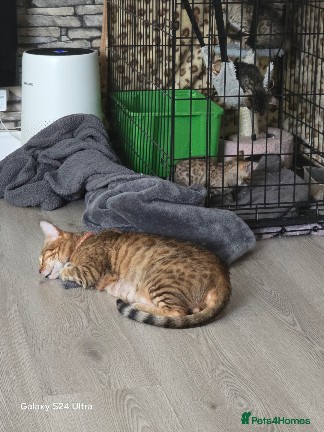 Bengal cats for sale: 4 beautiful bengal kitten  - Image 8