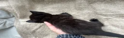 British Shorthair cats for sale: Our British Shorthair has had 5 Beautiful Kittens - Advert 20