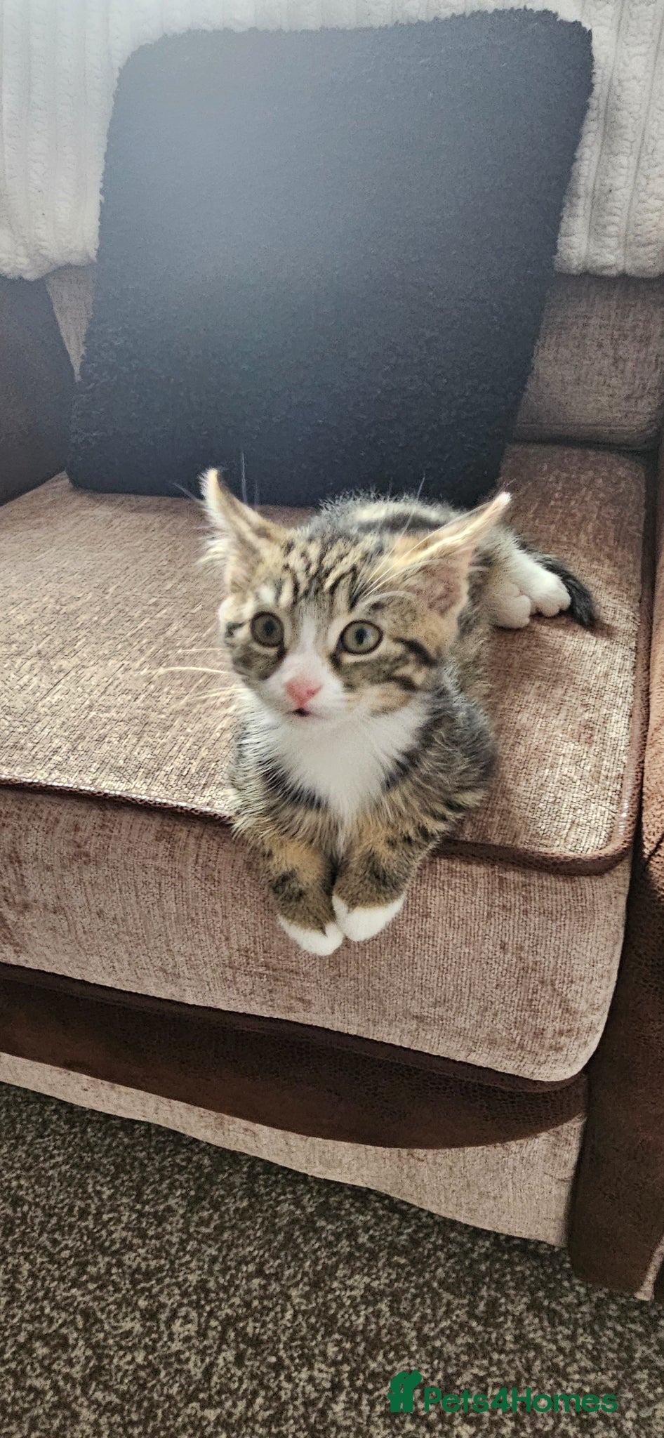 Mixed Breed cats Brother and Sister  - Advert 1