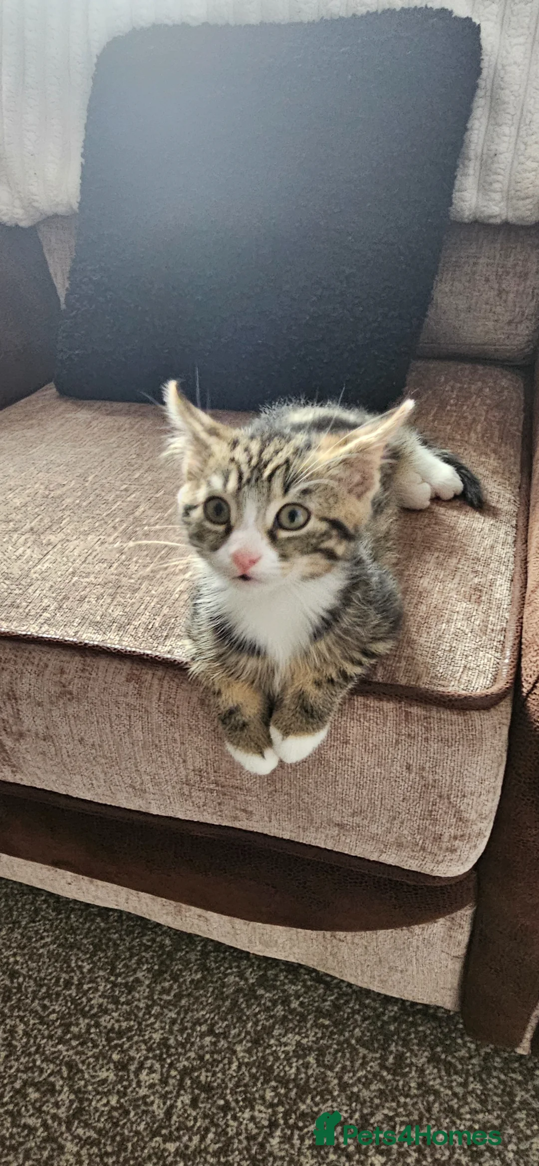 Mixed Breed cats for sale: Brother and Sister  in Poulton-le-Fylde - Advert 1