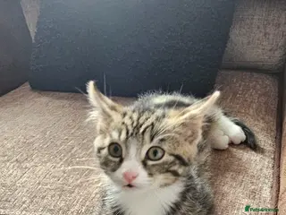 Mixed Breed cats Brother and Sister - Advert 1