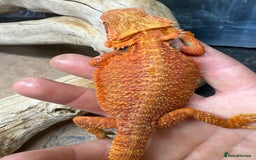 Bearded Dragon reptiles for sale: RED MONSTER LINE & G STRIEP - Image 3