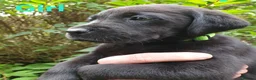 Labrador Retriever dogs for sale: Beautiful Labrador Retriever puppies  - Advert 13