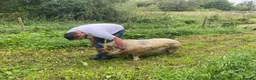 Pig livestock for sale: 2 Kunekune Pigs: Morris (Boar) and Nutty (Barrow) - Advert 6
