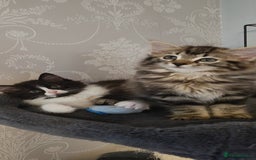 Ragdoll cats for sale: Adorable mixed Norwegian/Ragdoll left  in Dundee - Image 2