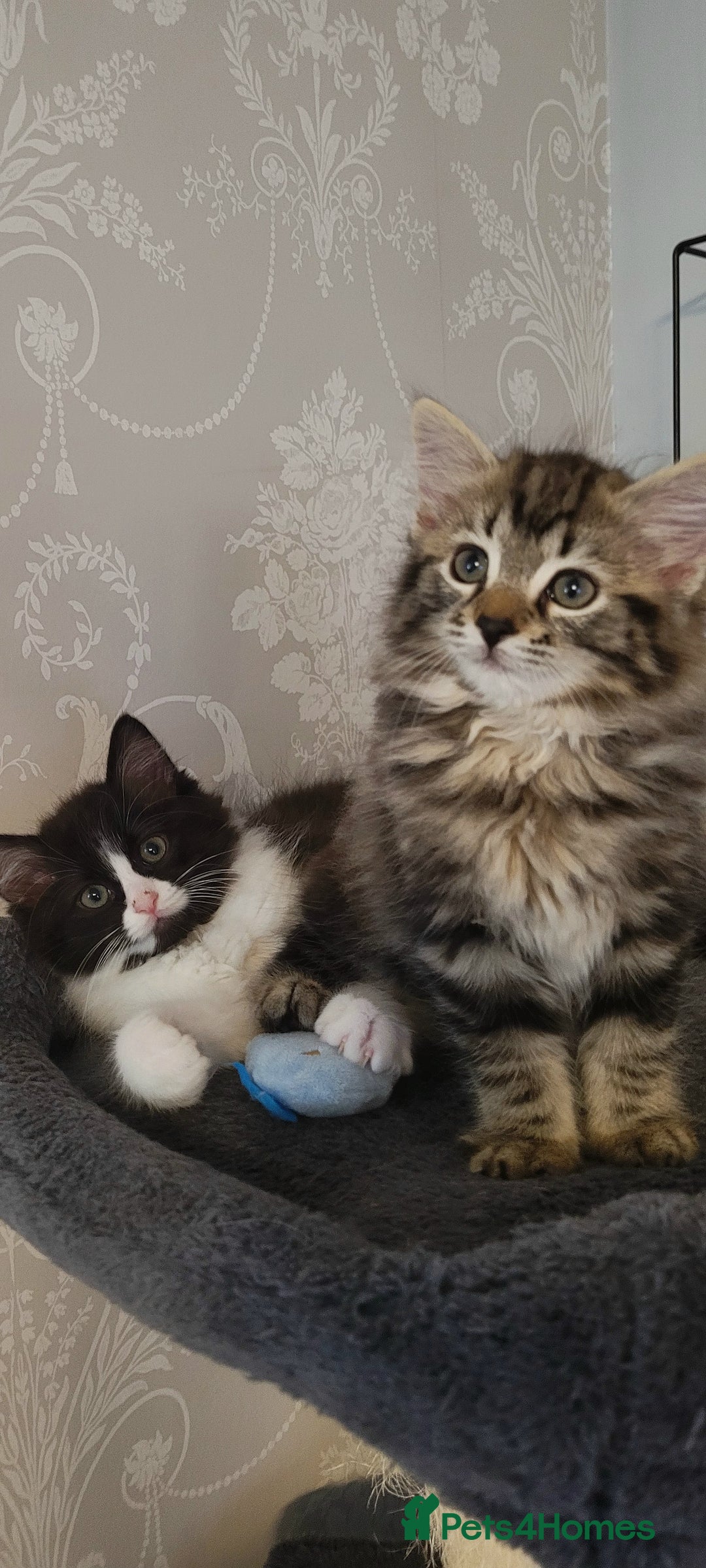 Ragdoll cats for sale: Adorable mixed Norwegian/Ragdoll left  in Dundee - Image 2