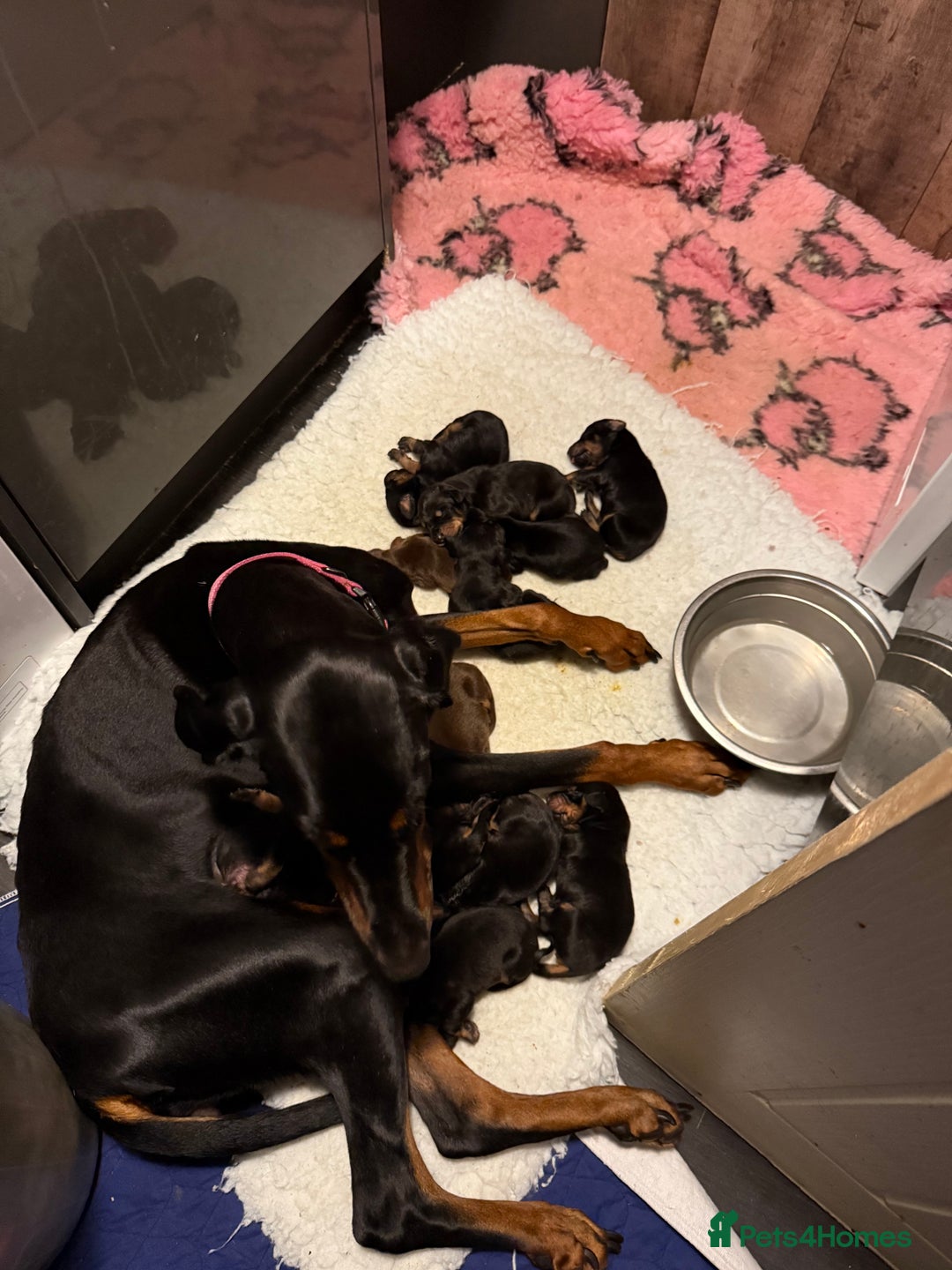 Dobermann dogs for sale: Doberman pups - Advert 6