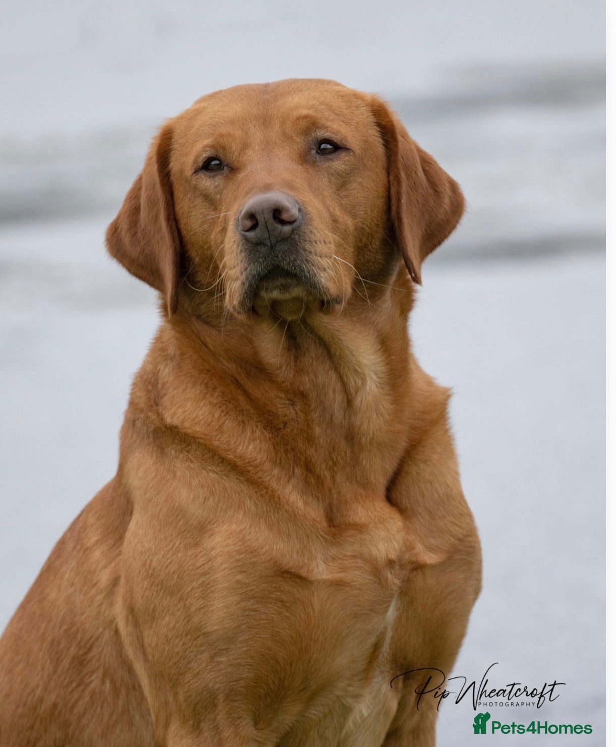 Brae (FTCH Jarailstar Hogen of Stauntonvale)