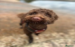Labradoodle dogs for sale:  Mini toy labradoodle needing a new home  - Image 9