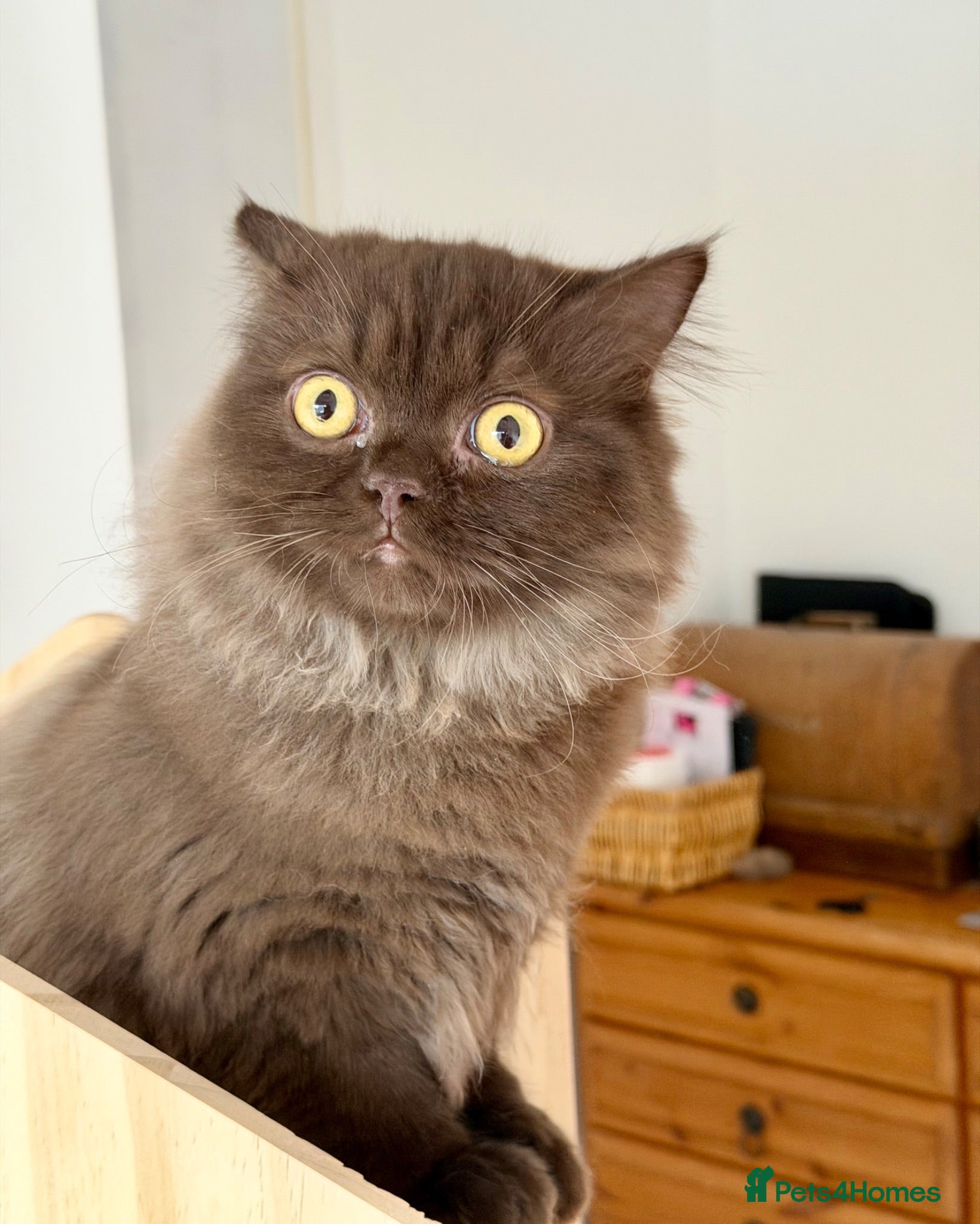 British Longhair cats Chocolate BLH boys TICA registration  - Advert 1