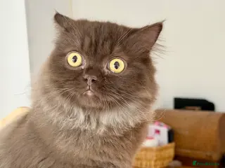 British Longhair cats Chocolate BLH boys TICA registration - Advert 1
