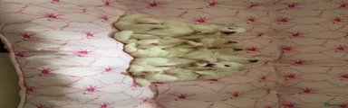 Pomeranian 2