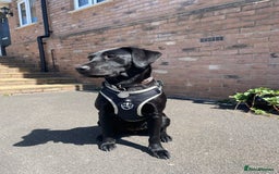 Labrador Retriever dogs for sale: Young female black lab  - Image 4