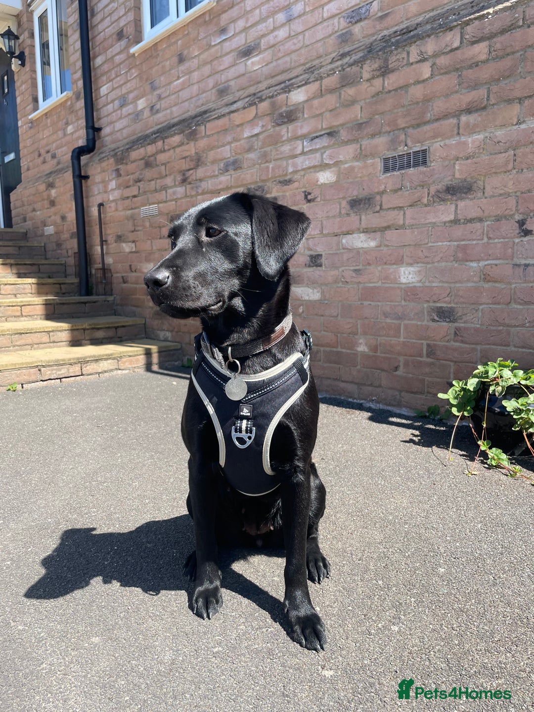 Labrador Retriever dogs for sale: Young female black lab  - Image 4
