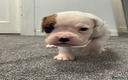 Boxer dogs for sale: KC Registered Boxer Puppies - Image 12